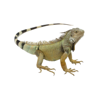 Imagem do produto Iguana